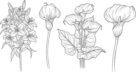 Botanical flower illustration, lilies and calla lilies, black and white line drawing, floral sketch art, nature study vector