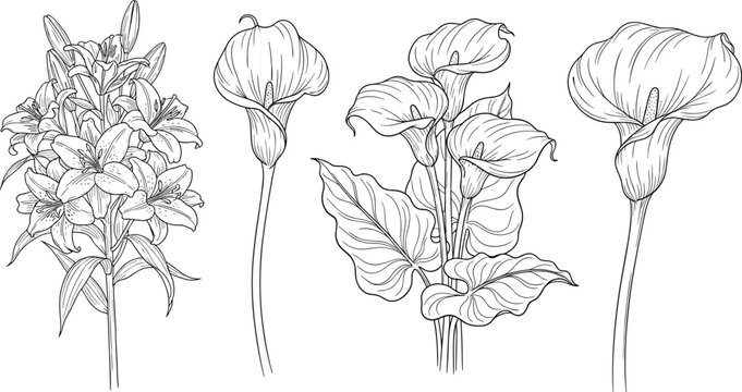 Botanical flower illustration, lilies and calla lilies, black and white line drawing, floral sketch art, nature study vector