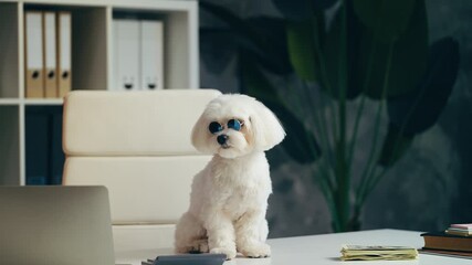Funny Maltese puppy in stylish sunglasses sitting on desk, rich dog concept