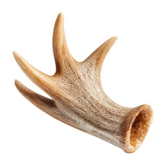 Brown deer antler, a natural wildlife bone growth, shed from a stag, isolated on a white studio background