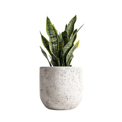 Sansevieria trifasciata laurentii snake plant in a modern speckled concrete pot, perfect for home decor.