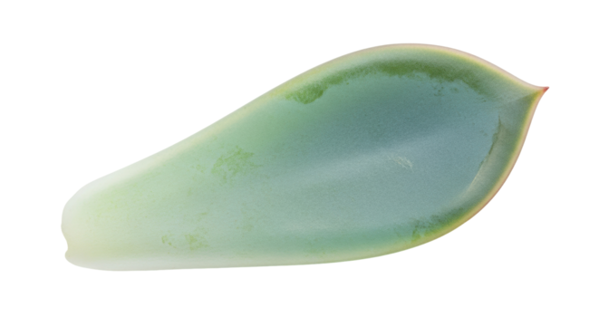 Single succulent leaf isolated PNG on transparent background, blue-green echeveria leaf for botanical design and decorative use, no background