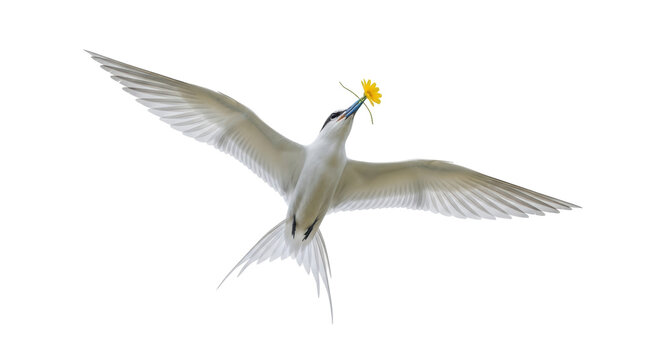Elegant tern flying with yellow flower isolated PNG on transparent background, seabird carrying blossom for spring and nature concepts