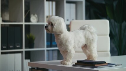 Adorable Maltese puppy waiting on office desk for owner, loyal loving pet moment