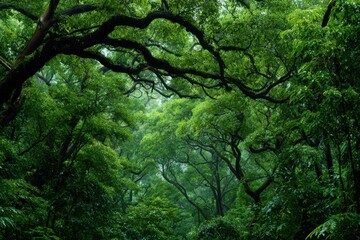 Exploring the vibrant green forest canopy filled with lush trees in an enchanting natural setting during daylight hours