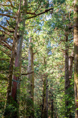 Obraz premium Tall cedar trees in a lush forest with sunlight filtering