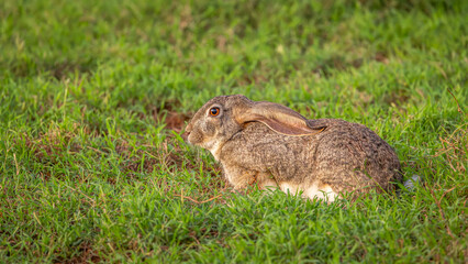 African savanna hare, Lepus victoriae, Addo Elephant National Park, South Africa.