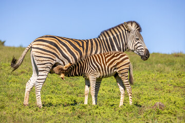 Plains zebra, equus quagga, equus burchellii, common zebra, nursing a foal, Addo Elephant National Park, South Africa.
