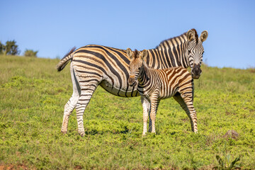 Plains zebra, equus quagga, equus burchellii, common zebra, with a foal, Addo Elephant National Park, South Africa.
