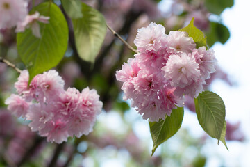 Blooming sakura branches with soft pink flowers