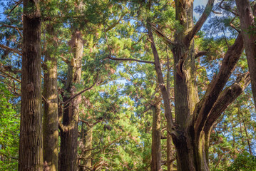 Sunlit Forest Canopy