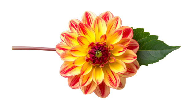 Vibrant dahlia flower with yellow and red petals, stem, and leaf on a black backdrop