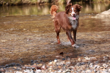 A brown and white dog is splashing in a river