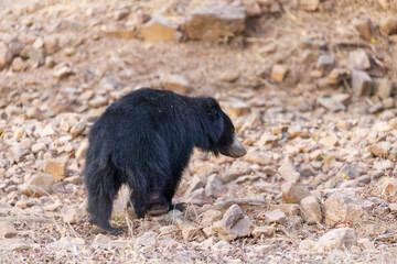 Lippenbär im Ranthambhore Nationalpark, Indien
