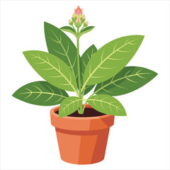 Lush green potted plant with broad leaves and pink flower buds isolated on white background, Vector