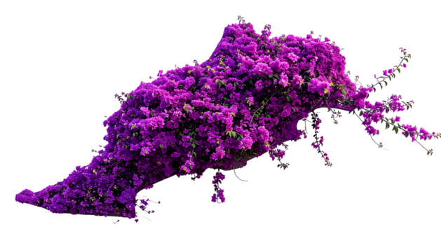 Dense cluster of vibrant purple flowering plant, isolated on black background