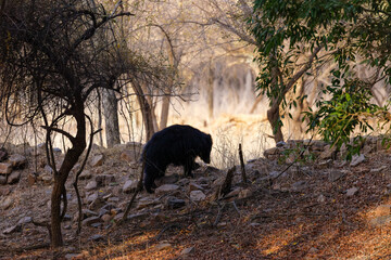 Lippenbär bei Sonnenuntergang im Ranthambhore Nationalpark, Indien