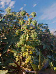 Fruiting Ricinus communis on its branch: clusters of seeds and flowers (castor beans) nestled in fresh green husks, set in a sunlit, verdant scene.