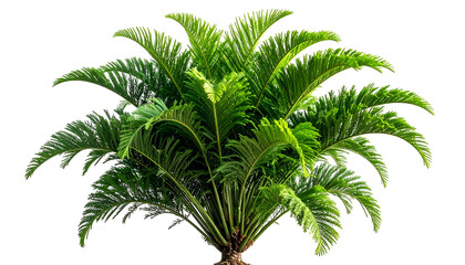 Obraz premium Lush green, symmetrical palm-like plant with finely textured fronds, isolated on black