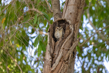Indien-Zwergohreule sitzt in einer Baumhöhle im Ranthambhore Nationalpark, Indien