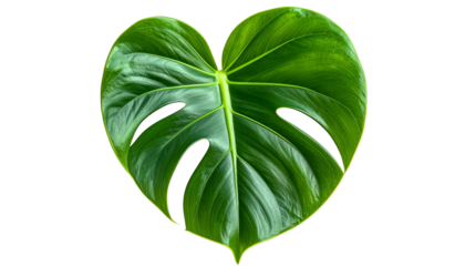 Heart-shaped, vibrant green tropical leaf with distinctive holes against a black background