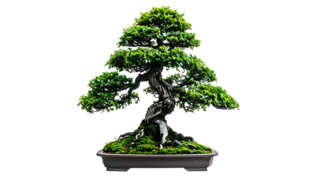 A meticulously cultivated bonsai tree, lush green leaves, twisted trunk, dark pot against black