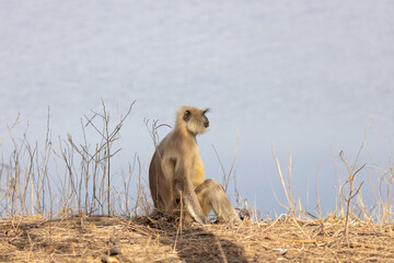 Indischer Langur sitzt am Seeufer im Ranthambhore Nationalpark, Indien