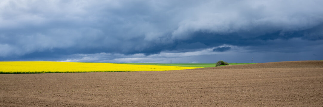 Rapeseed fields