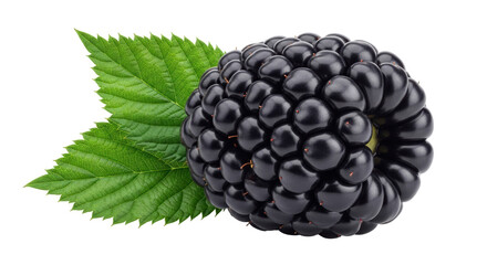 Fresh blackberry with green leaf isolated PNG, juicy dark fruit on transparent background for healthy eating and summer dessert concepts