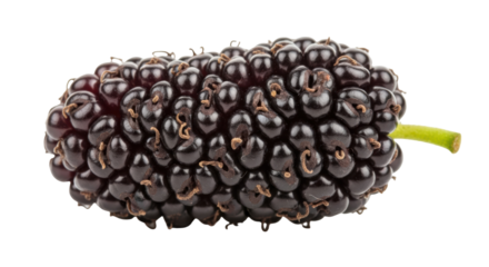 Ripe mulberry fruit isolated PNG, dark purple berry with a sweet and slightly tart flavor for healthy eating and dessert recipes
