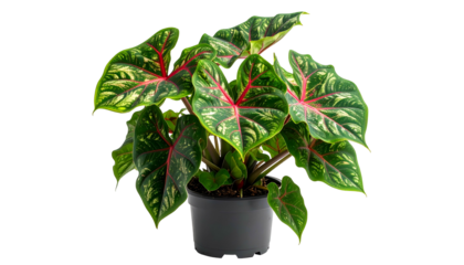 Vivid plant with large, heart-shaped leaves featuring red veins and stems in a black pot