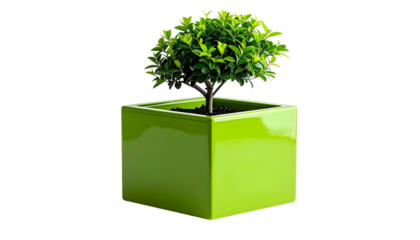 A vibrant, small green tree potted in a bright, square, glossy green container