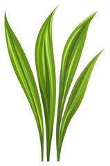 PNG Green grass leaf leaves illustration plant.