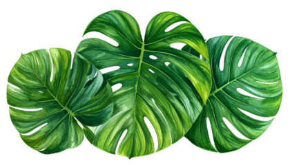Close-up of three vibrant green Monstera leaves with their characteristic fenestrations