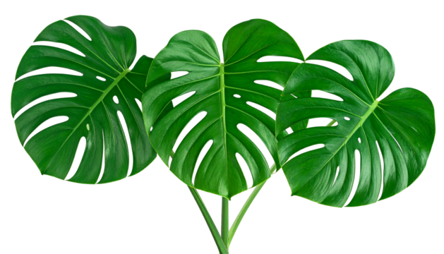 Lush, vibrant green Monstera leaves with distinctive splits and holes, on a black background