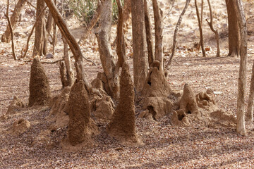 Termitenhügel im Ranthambhore Nationalpark, Indien