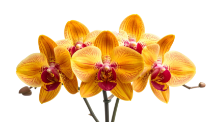 Close-up of vibrant, golden-yellow orchid flowers with red centers against a black background