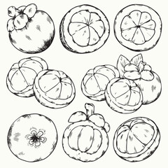Isolated hand drawn tropical Mangosteen outline drawing fruit illustration