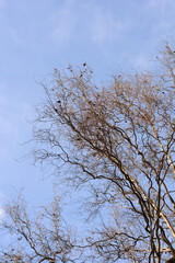 Dragons claw willow bare branches against blue sky - Latin name - Salix matsudana Tortuosa