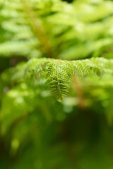 Hard shield-fern leaves - Latin name - Polystichum aculeatum
