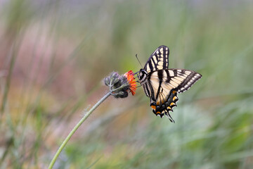 Eastern tiger swallowtail butterfly Papilio glaucus perched on an orange hawkweed wildflower against a background of soft pastel color horizontal orientation