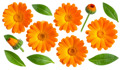 Collection of vibrant orange flowers and green leaves arranged on a black backdrop