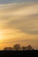 Kahle Bäume mit Abendhimmel und Wolken im Winter.