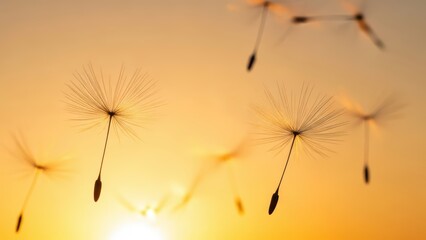 Dandelion seeds floating against warm sunset sky