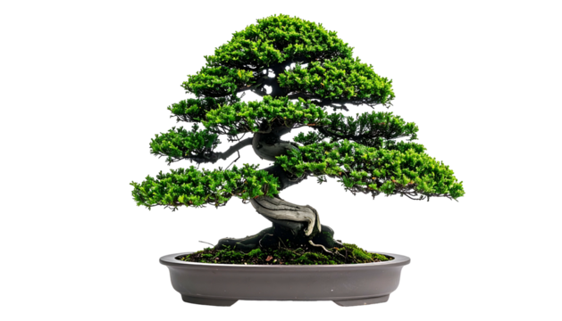 A meticulously shaped bonsai tree with lush green foliage, in a shallow brown pot