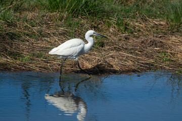 Fototapeta premium Aigrette garzette