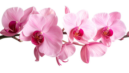 Fototapeta premium A stem of delicate pink orchids with deep magenta centers, set against a black background