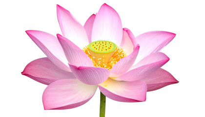 Fototapeta premium Pink and white lotus blossom, open petals, yellow center, isolated on black background