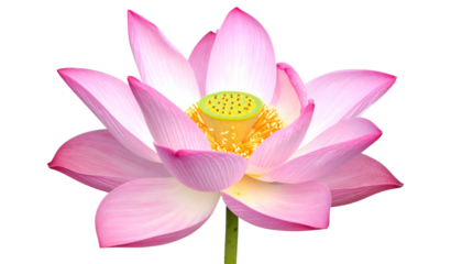 Pink and white lotus blossom, open petals, yellow center, isolated on black background