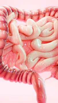 Anatomy of the human digestive system, concept of the intestine, Small and Large Intestines, intestinal, Human Intestine, gut health , gastrointestinal tract, Colorectal, Appendix, the colon